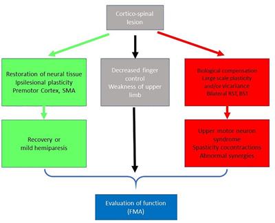 Impairment and Compensation in Dexterous Upper-Limb Function After Stroke. From the Direct Consequences of Pyramidal Tract Lesions to Behavioral Involvement of Both Upper-Limbs in Daily Activities